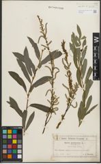 Foto von Salix purpurea L.
